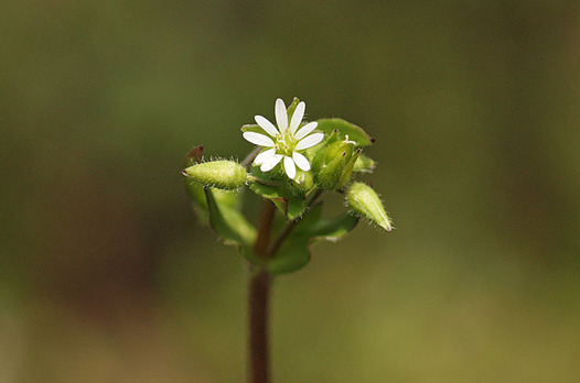 zaki-20150224-kohakobe.jpg