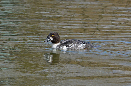 zaki-20150227-hojirogamo.jpg
