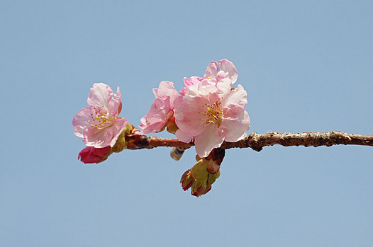 zaki-20150228-kawazuzakura.jpg