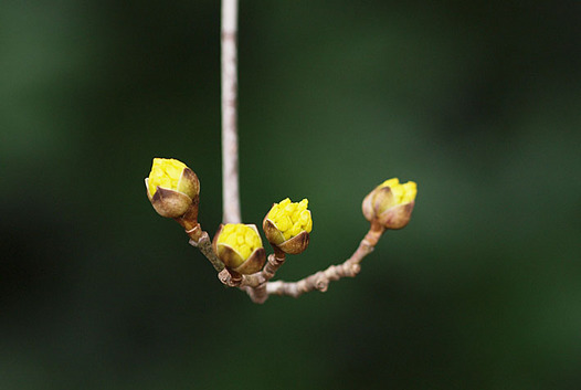 zaki-20150301-sanshyuyu.jpg