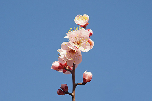 zaki-20150305-bungo.jpg