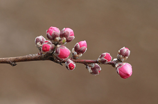 zaki-20150309-hanamomo-tsubomi.jpg