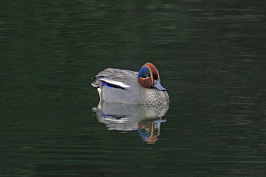 zaki-20150310-kogamo-osu.jpg
