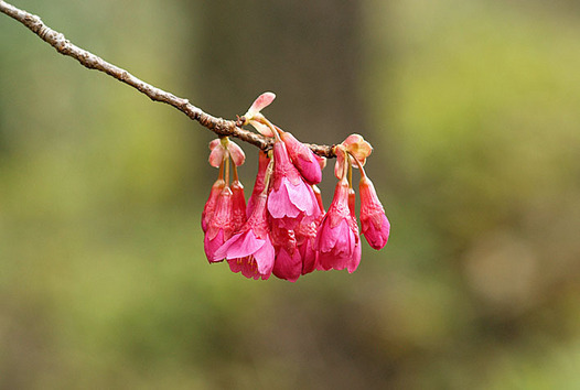 zaki-20150314-hikanzakura.jpg