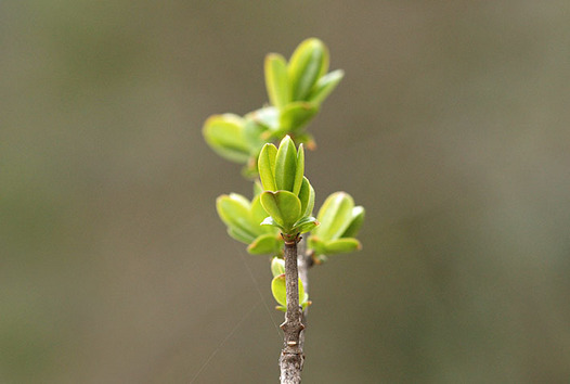 zaki-20150315-ibota-mebuki.jpg