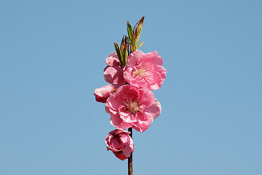 zaki-20150317-hanamomo.jpg