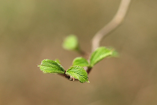 zaki-20150318-gamazumi-mebuki.jpg