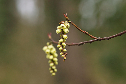 zaki-20150318-kibushi.jpg