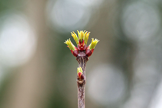 zaki-20150319-gonzui-mebuki.jpg