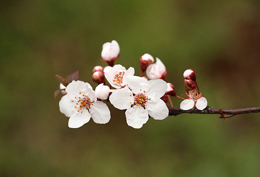 zaki-20150320-benisumomo.jpg