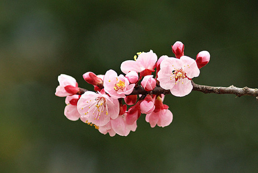 zaki-20150321-anzu.jpg