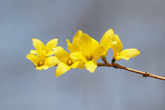 zaki-20150322-rengyo.jpg