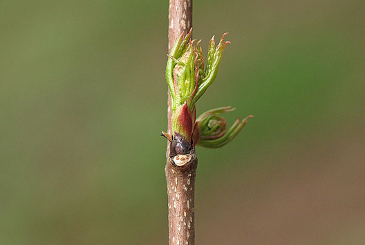 zaki-20150323-mitsubautsugi-mebae.jpg