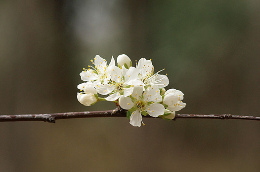 zaki-20150323-sumomo.jpg