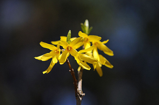 zaki-20150325-chosenrengyo.jpg