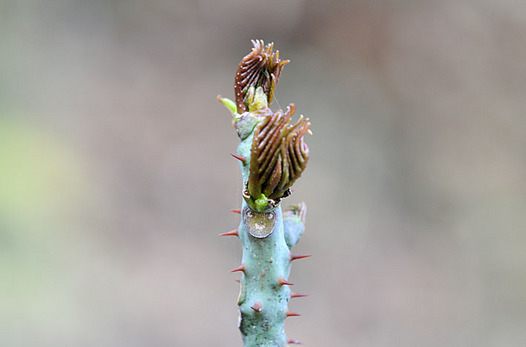 zaki-20150328-karasuzansho-mebuki.jpg