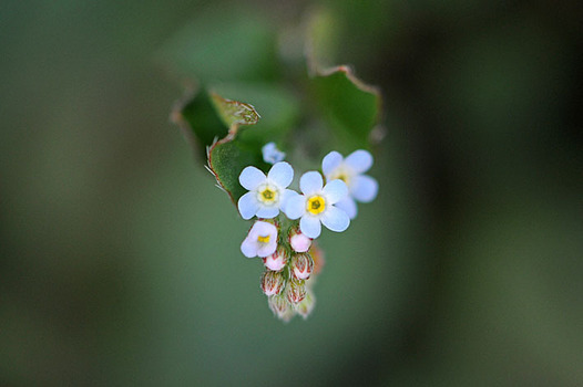 zaki-20150328-kyurigusa.jpg