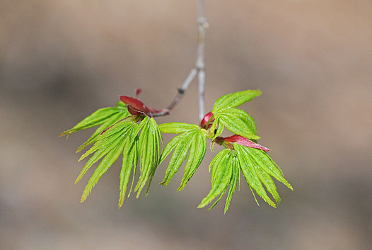 zaki-20150329-irohamomiji-mebuki.jpg
