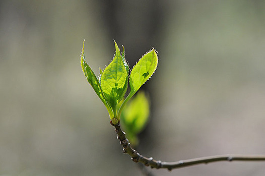 zaki-20150330-hanaikada-mebuki.jpg