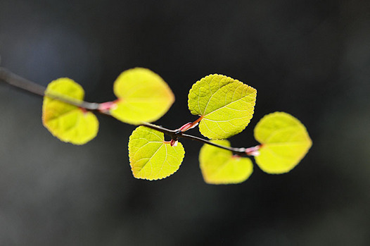 zaki-20150330-katsura-wakaba.jpg