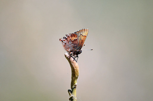 zaki-20150331-kotsubame.jpg