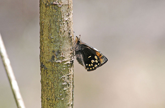 zaki-20150331-miyamaseseri.jpg