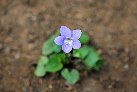 zaki-20150401-tachitsubosumire.jpg