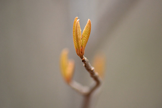 zaki-20150402-awabuki-mebuki.jpg