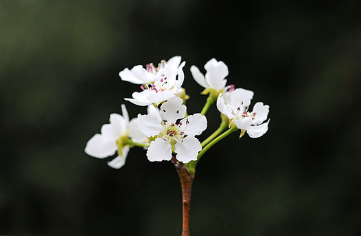 zaki-20150403-nashi.jpg