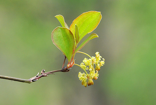 zaki-20150404-sarutoriibara.jpg