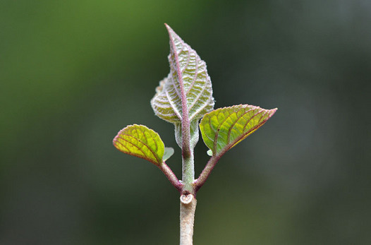 zaki-20150409-kusagi-mebuki.jpg