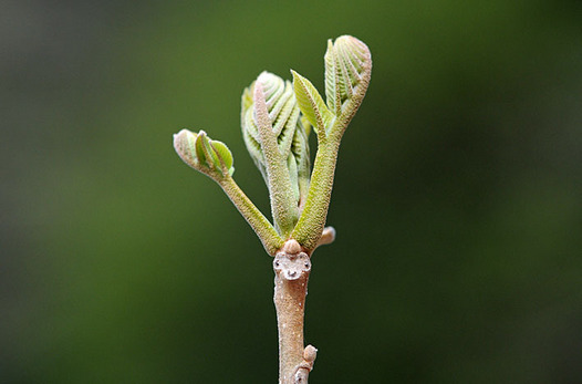 zaki-20150409-onigurumi-mebuki.jpg