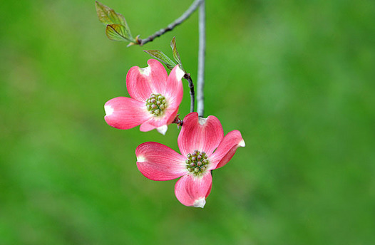 zaki-20150411-hanamizuki.jpg