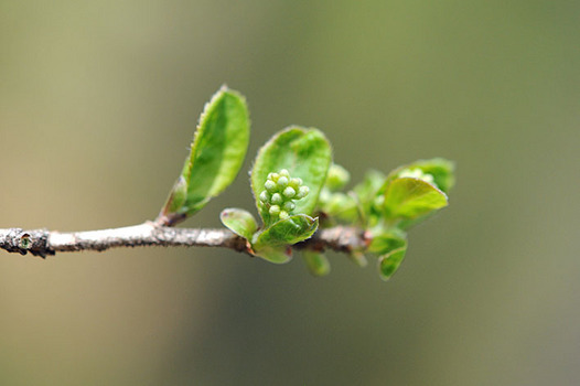 zaki-20150412sawafutagi-mebuki.jpg