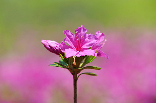 zaki-20150416-tsutsuji.jpg