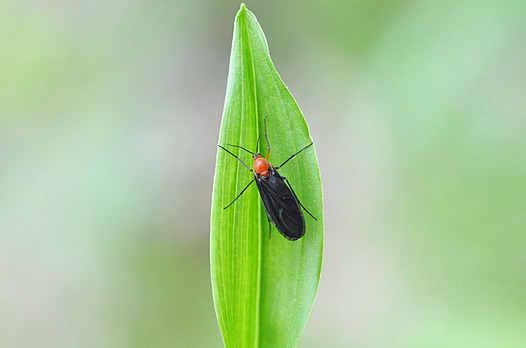 zaki-20150418-mesuakakebae.jpg