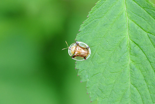 zaki-20150420-jingasahamushi.jpg
