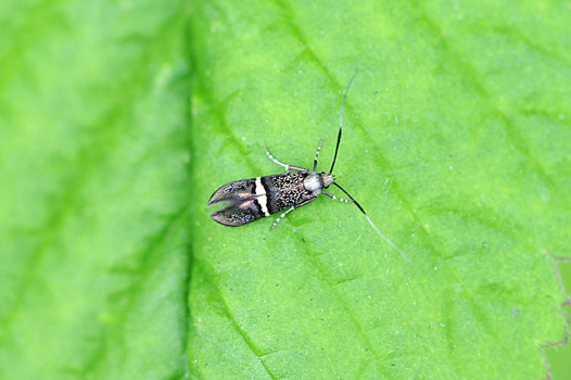 zaki-20150420-kiobikurohigenaga.jpg