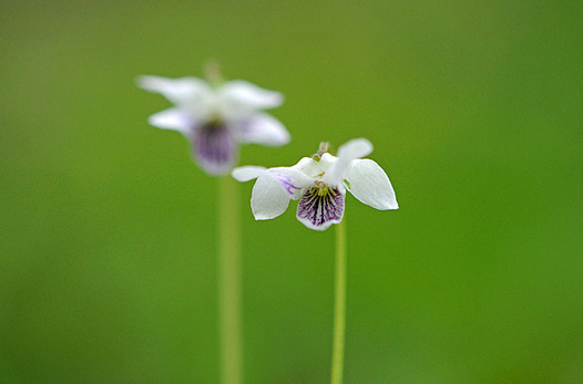 zaki-20150422-tsubosumire.jpg