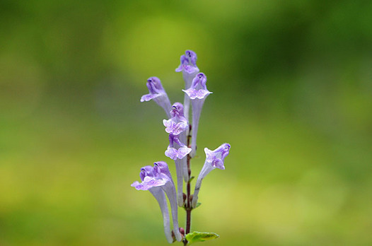 zaki-20150424-tatsunamiso.jpg