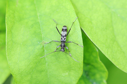 zaki-20150425-kobuhigetorakamikiri.jpg