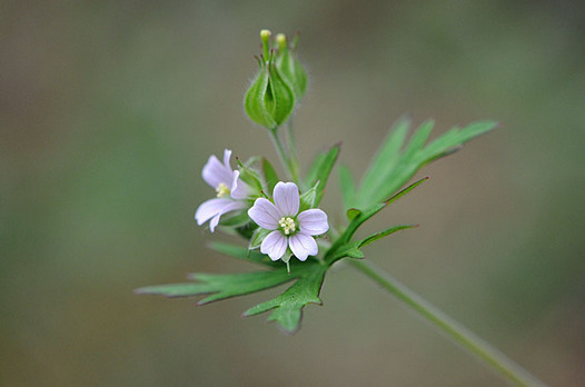zaki-20150429-amerikafuro.jpg