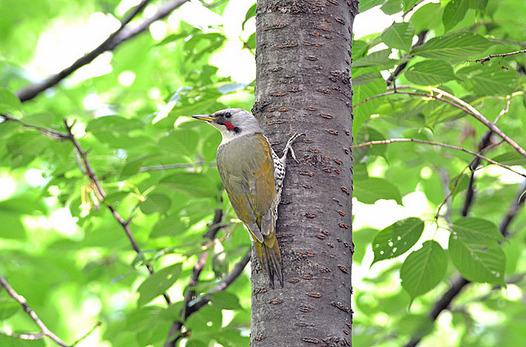 zaki-20150430-aogera-mesu.jpg