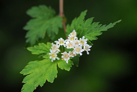 zaki-20150501-kogomeutsugi.jpg