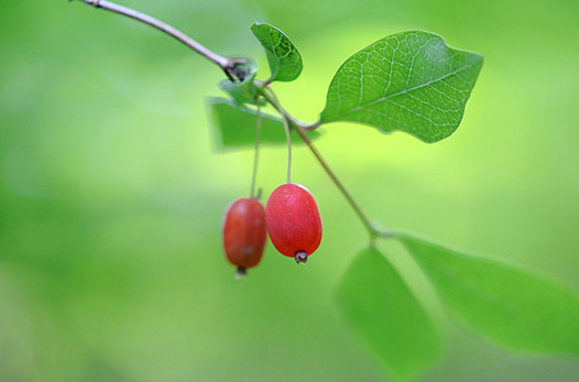 zaki-20150502-uguisukagura-mi.jpg