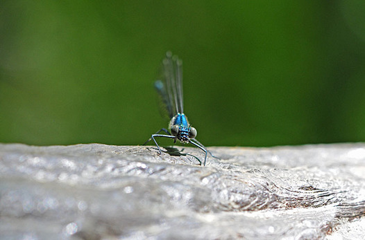 zaki-20150503-kawatonbo.jpg