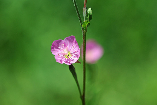 zaki-20150504-akabanayugesho.jpg