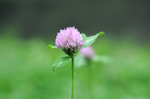 zaki-20150505-akatsumegusa.jpg