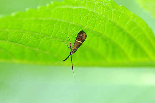zaki-20150505-hosoobihigenaga.jpg