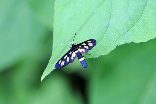 zaki-20150506-kanokoga.jpg
